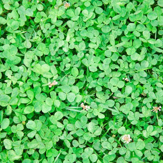 Feeding Clover to Horses: Slobber, Clover Toxicity, and Horse Health