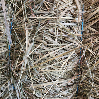 Bale of high quality timothy grass hay