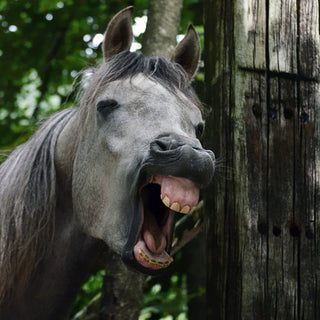 Feeding The Lazy Horse To Make Him More Forward